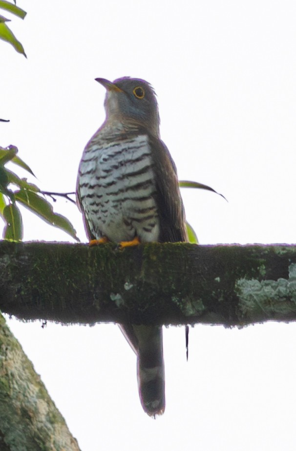 Indian Cuckoo - ML616718381