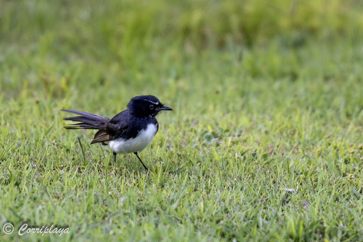 Willie-wagtail - ML616718488