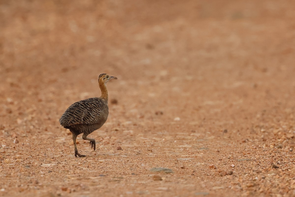 Red-winged Tinamou - ML616718491
