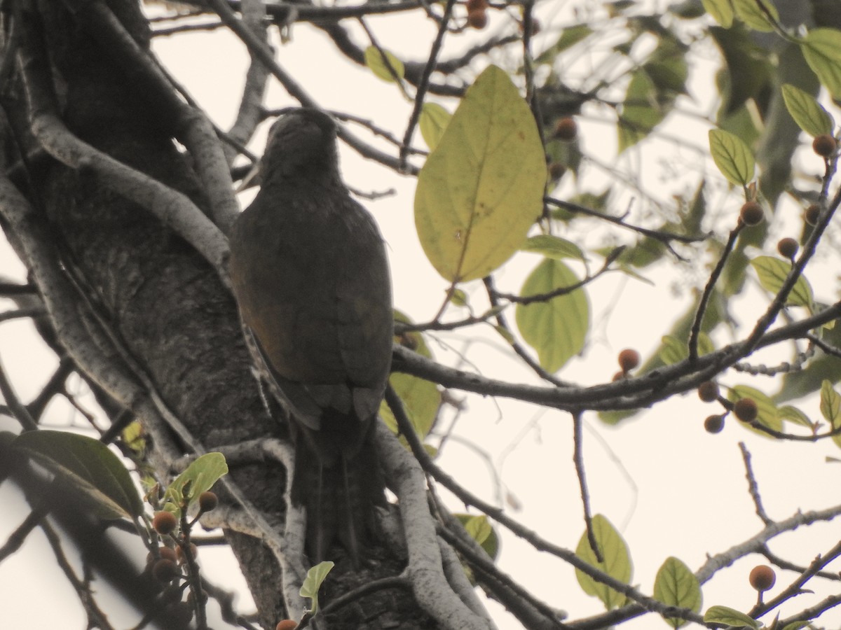 Gray-headed Woodpecker - Francis D'Souza