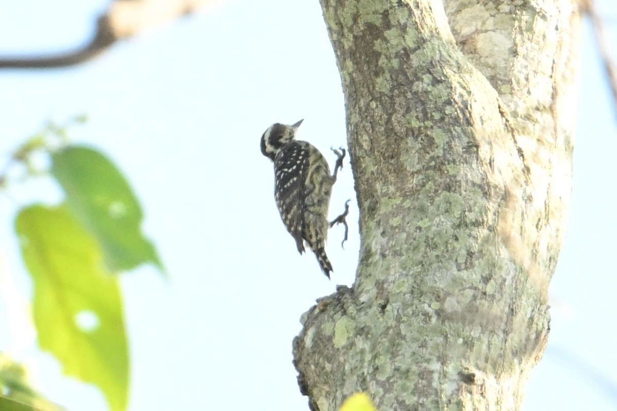 Philippine Pygmy Woodpecker - ML616718527