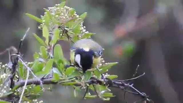 Green-backed Tit - ML616718554