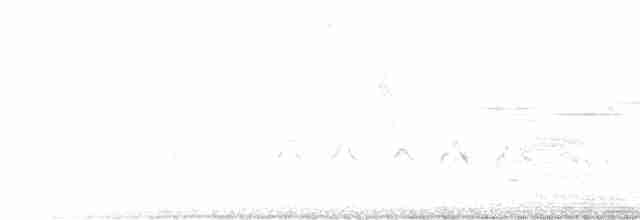 Ожереловая серпогрудка (torquata/rufescens) - ML616718555