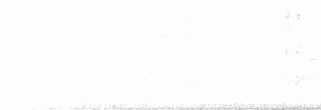 Cordon-noir à col roux (torquata/rufescens) - ML616718556