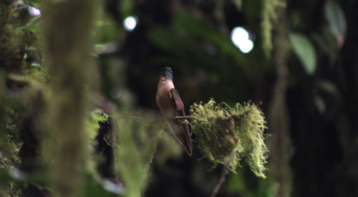 kolibřík hnědobřichý - ML616718675