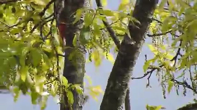 Himalayan Woodpecker - ML616718686