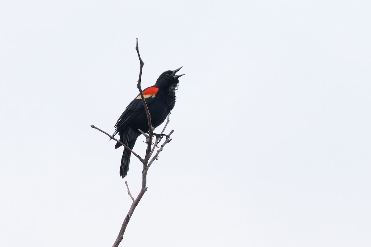 Red-winged Blackbird - ML616718769
