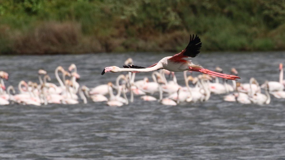 Greater Flamingo - António Gonçalves