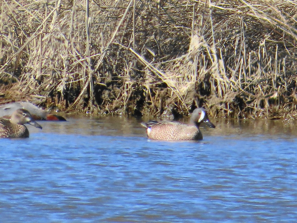 Blue-winged Teal - ML616718979