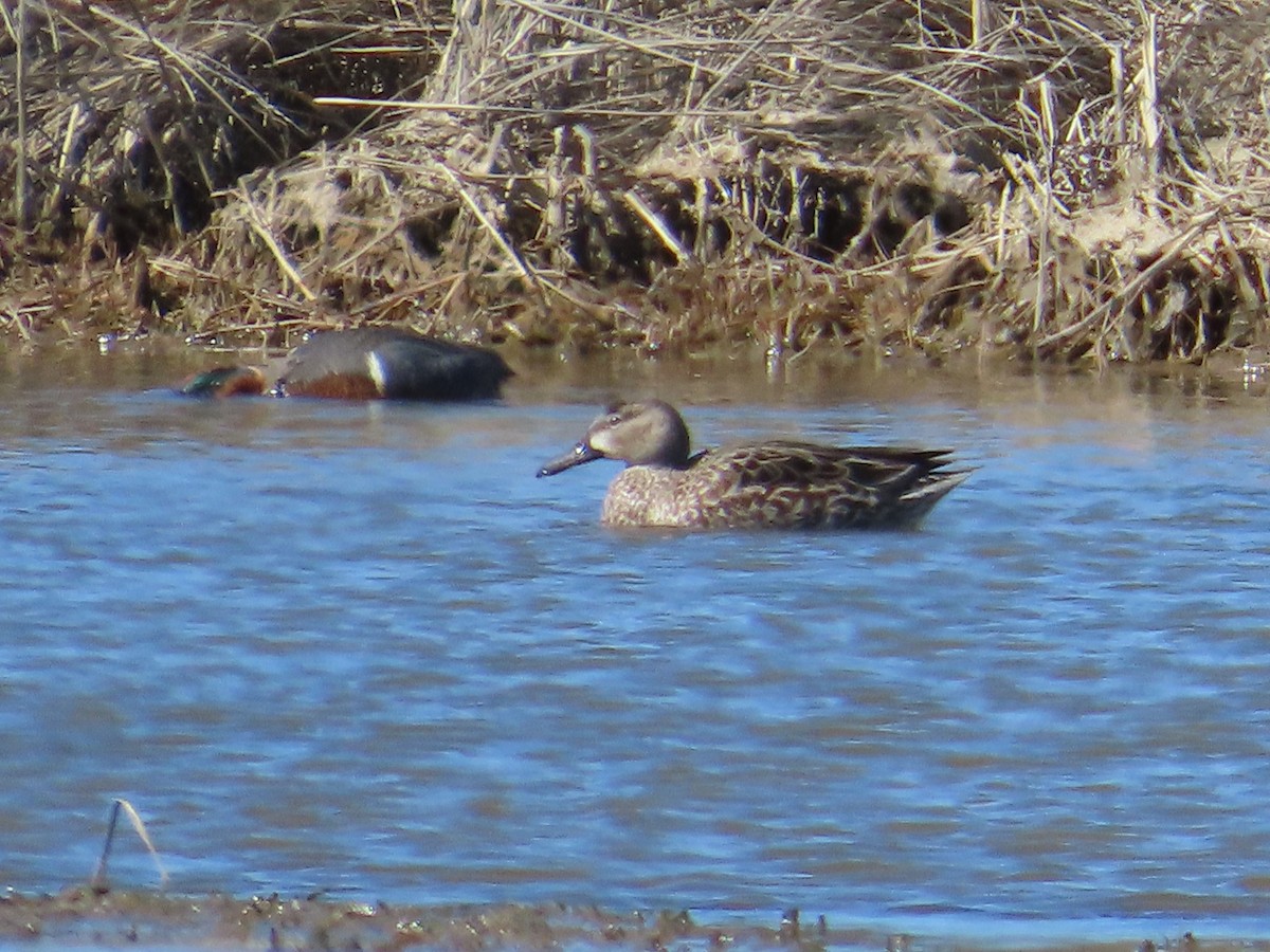 Blue-winged Teal - ML616718997