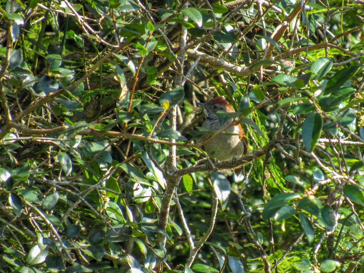 Sooty-fronted Spinetail - ML616719041