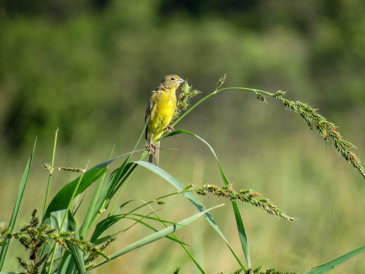 Grassland Yellow-Finch - ML616719125