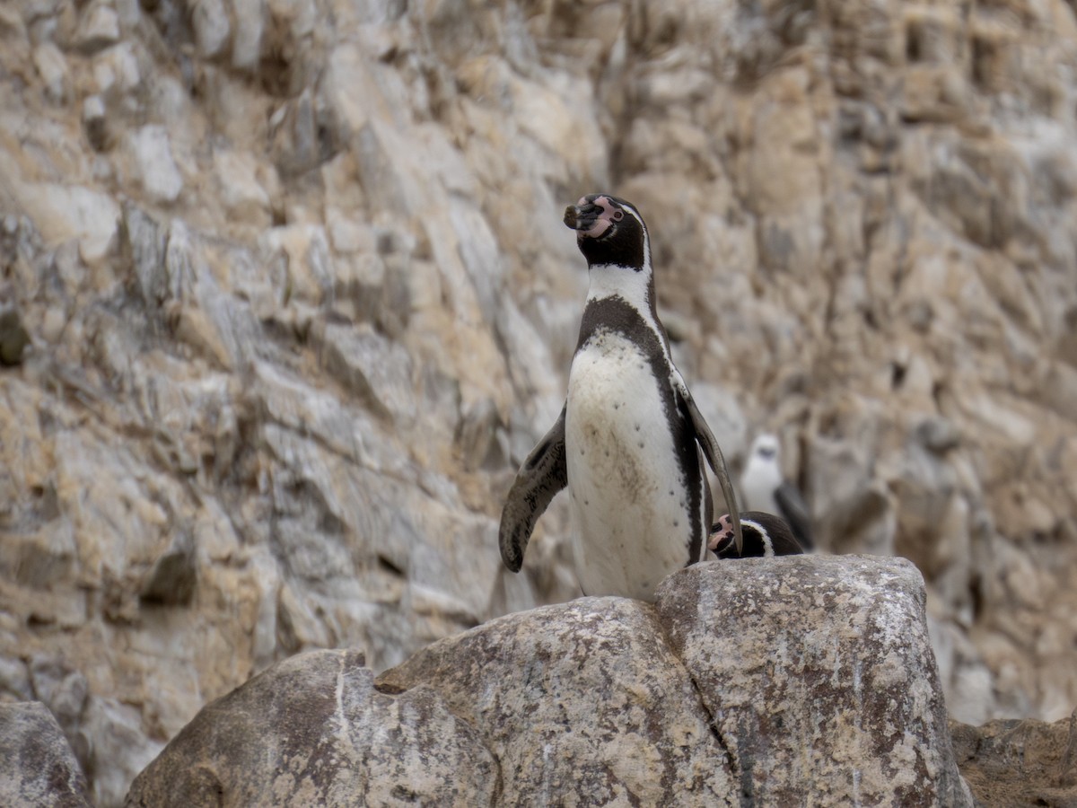 Humboldt Penguin - ML616719175