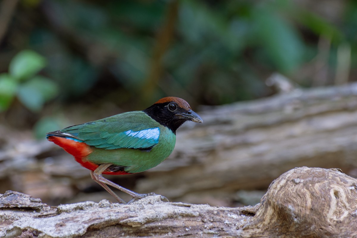 Western Hooded Pitta (Chestnut-crowned) - ML616719253