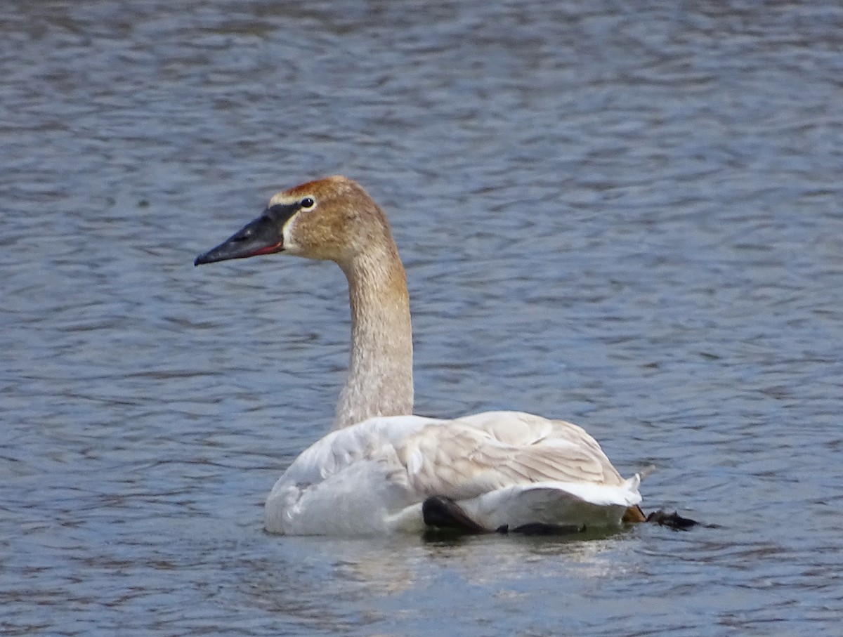 Tundra Swan (Whistling) - ML616719440