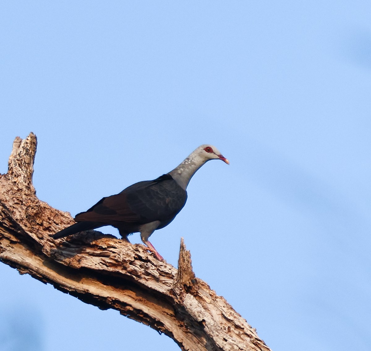 Pigeon des Andaman - ML616719486