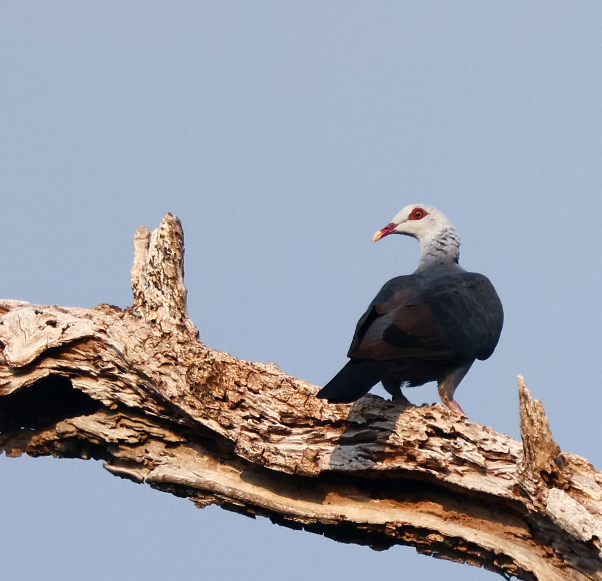Andaman Wood-Pigeon - ML616719487