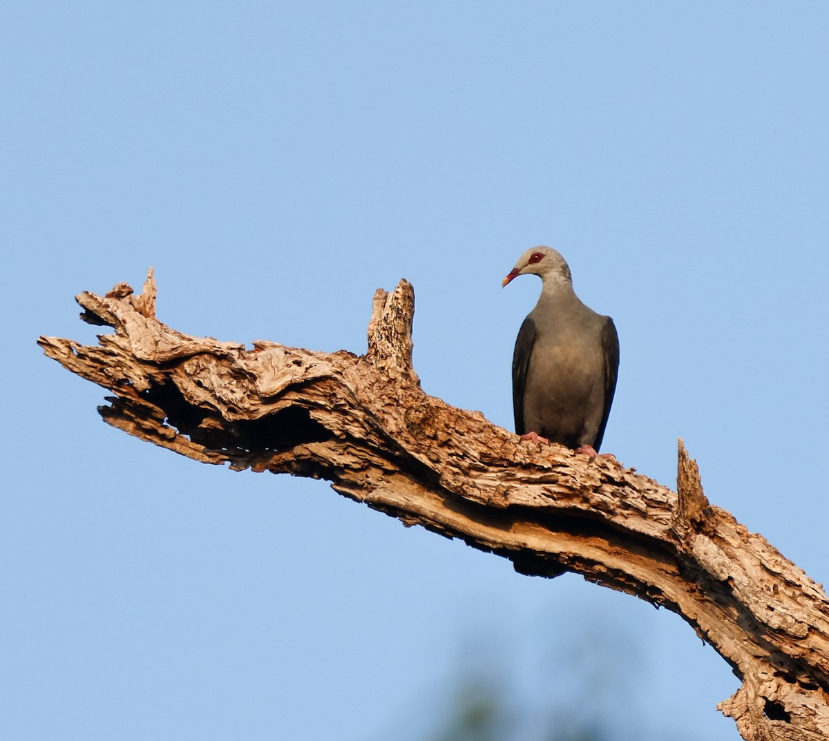 Pigeon des Andaman - ML616719488