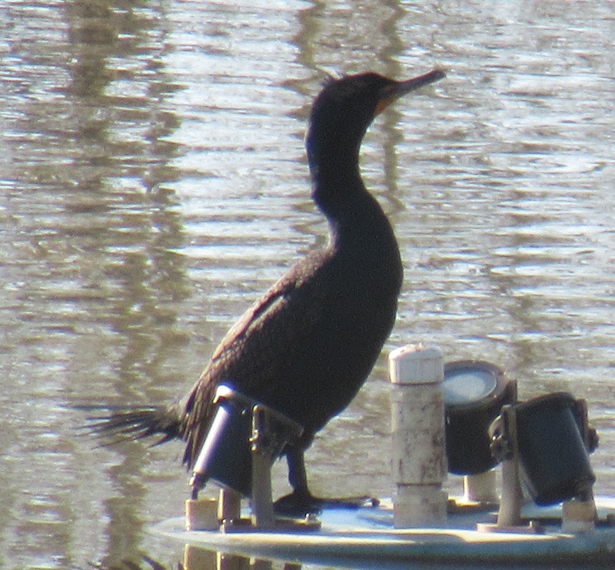 Double-crested Cormorant - A J