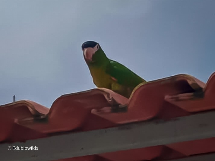 Red-shouldered Macaw - Carlos Eduardo