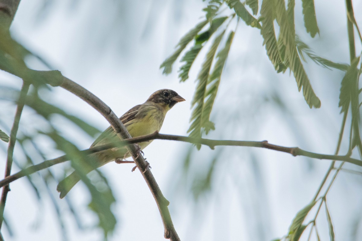 Yellow-breasted Bunting - ML616719819