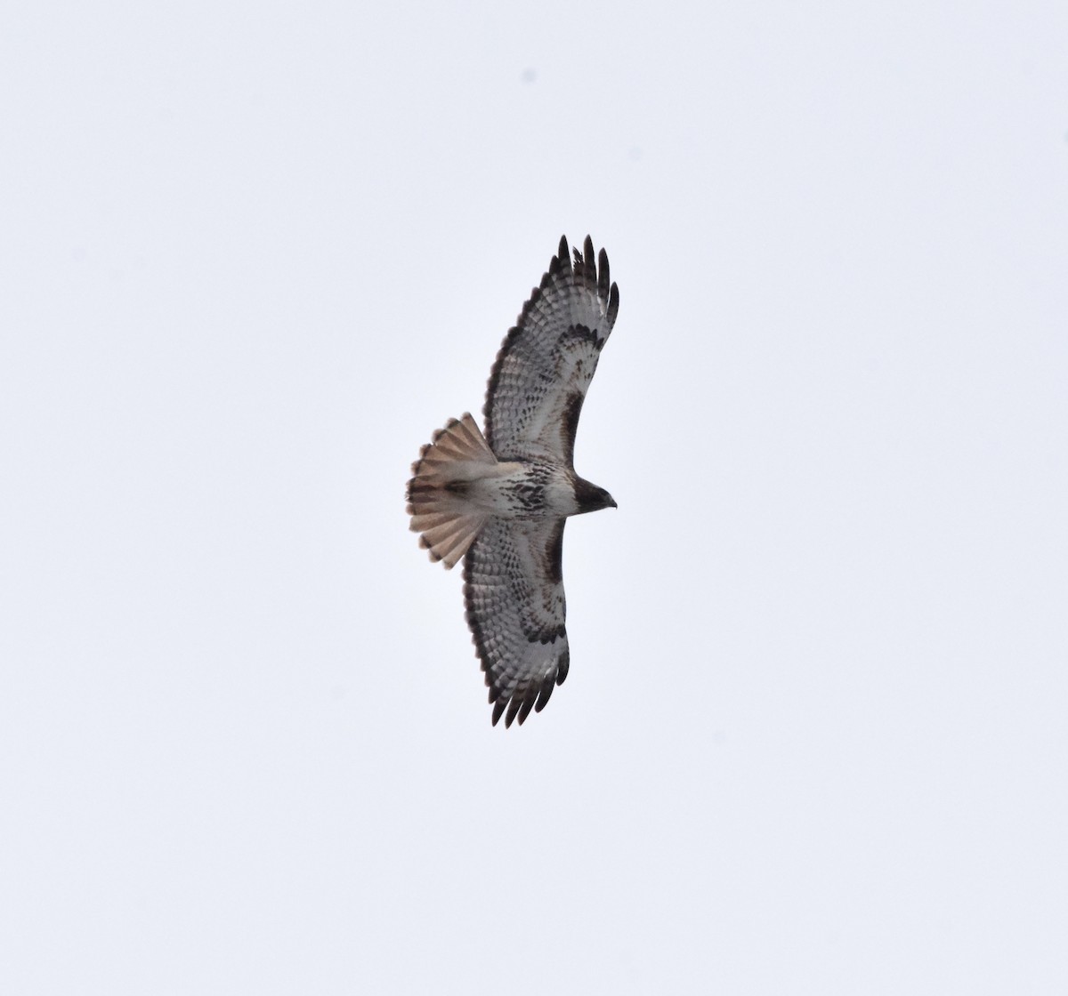 Red-tailed Hawk - ML616719829