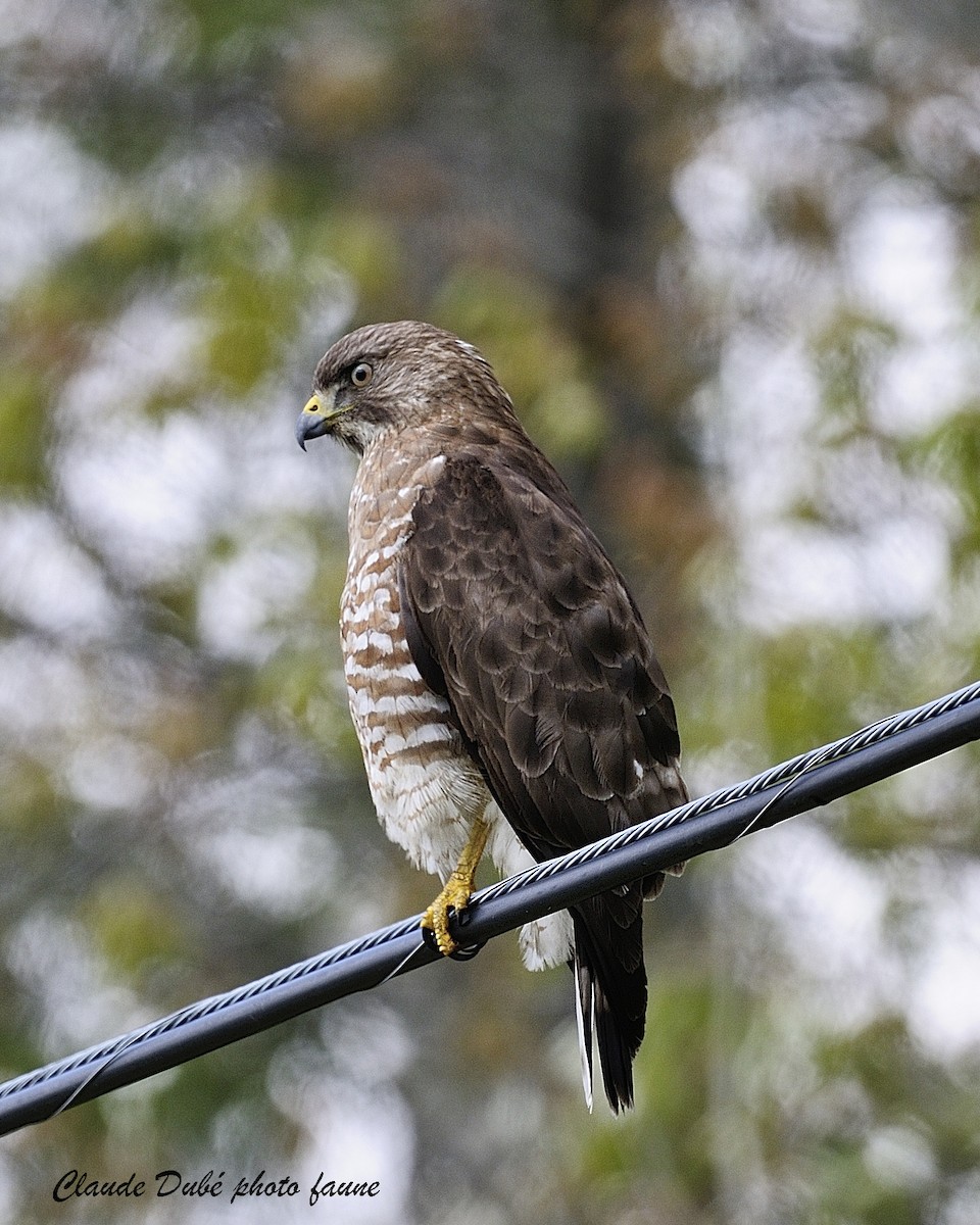 Broad-winged Hawk - Claude Dubé