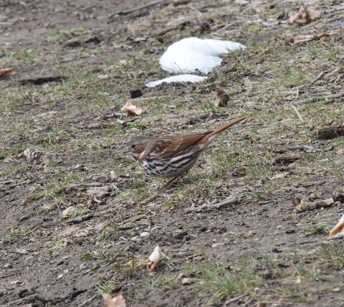 Fox Sparrow (Red) - ML616719956