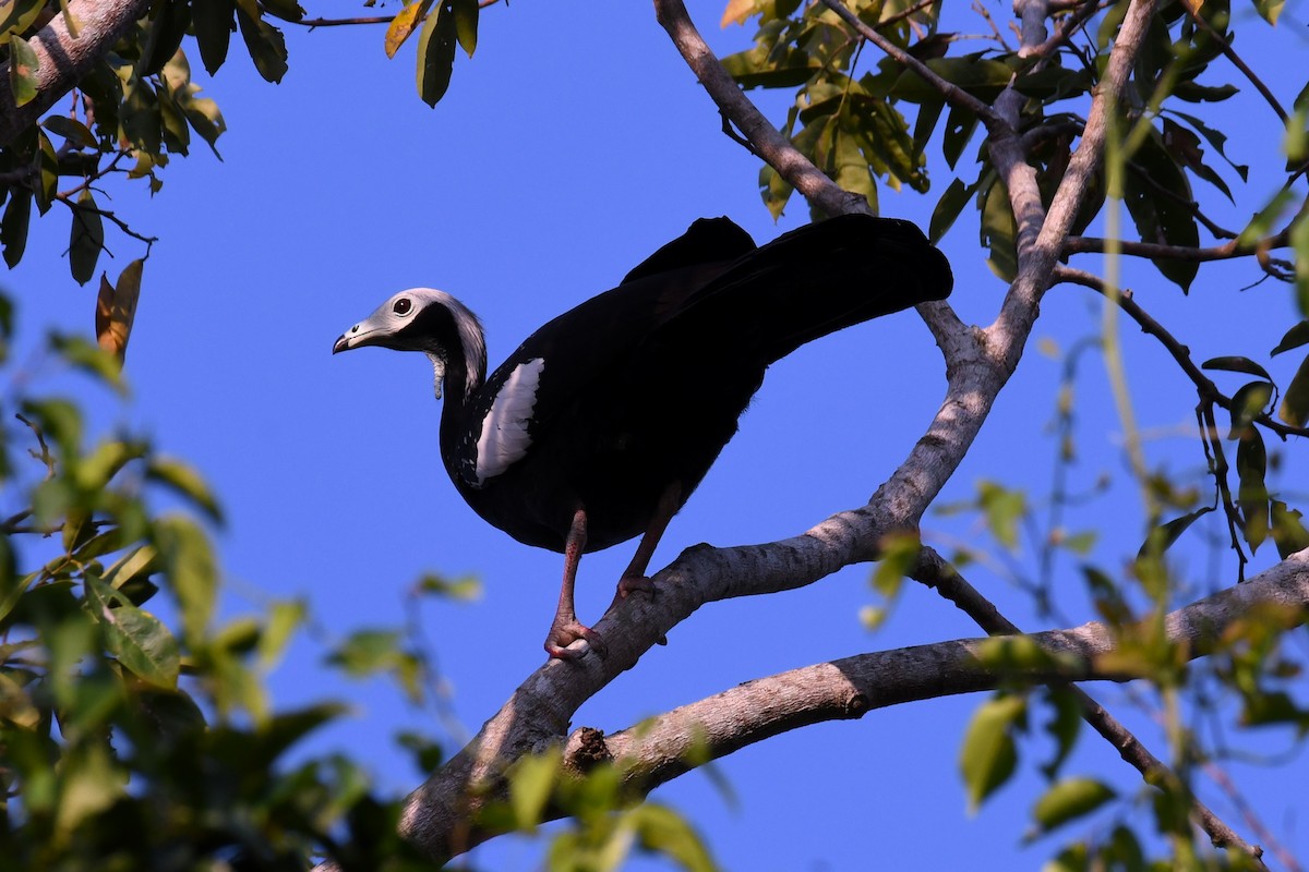 White-throated Piping-Guan - ML616720082