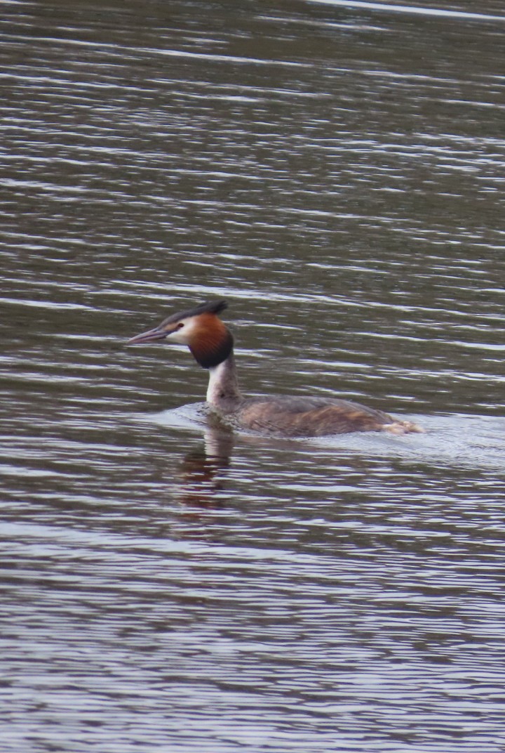 Great Crested Grebe - Paul Cole