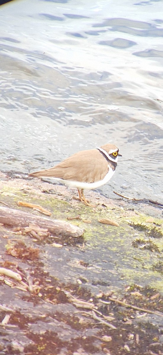Little Ringed Plover - Paul Cole