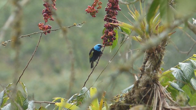 Blue-necked Tanager - ML616720132