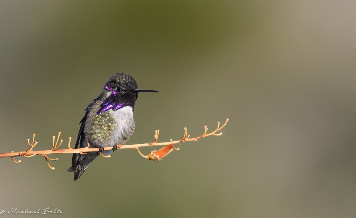 Costa's Hummingbird - ML616720235