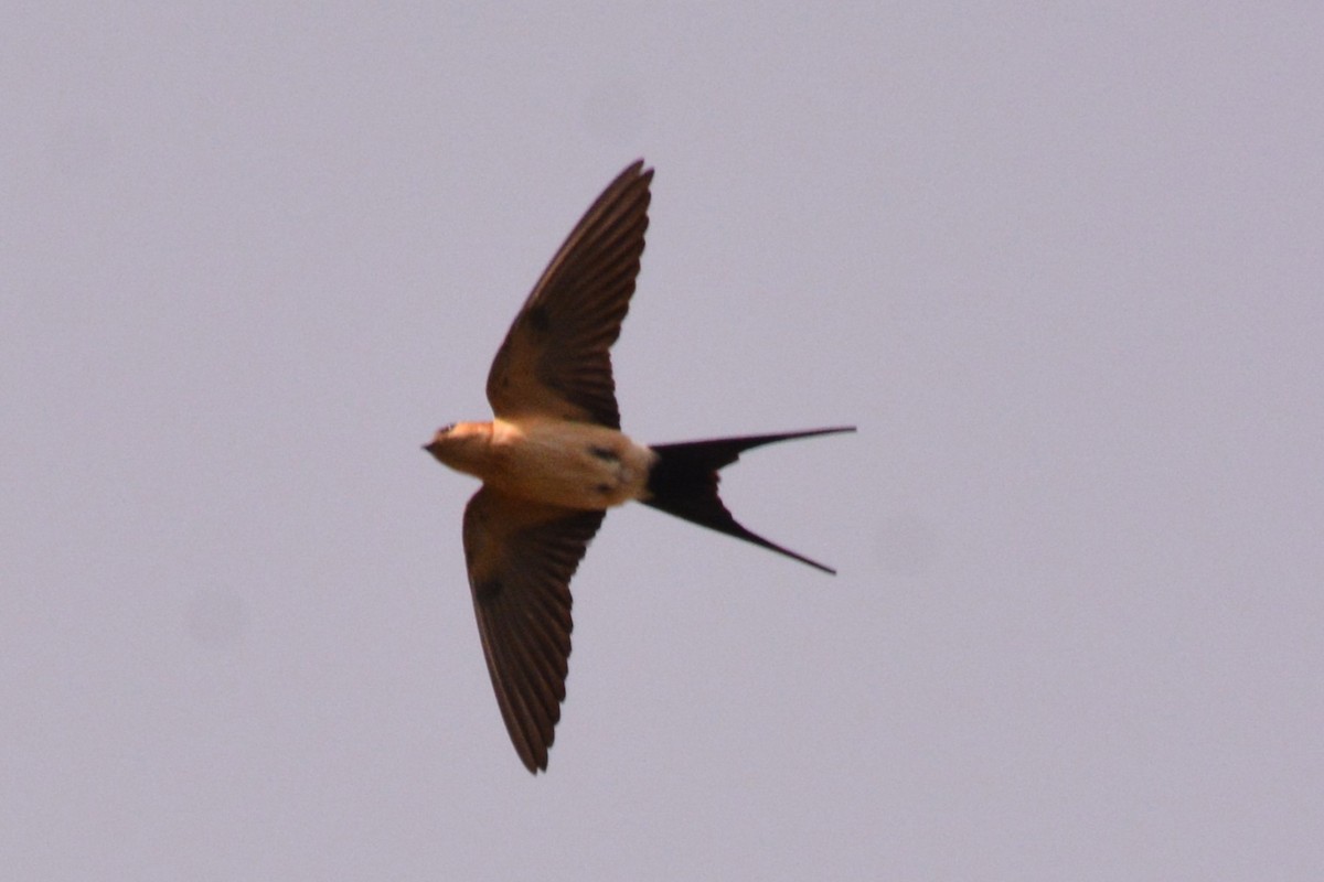 Red-rumped Swallow - ML616720238