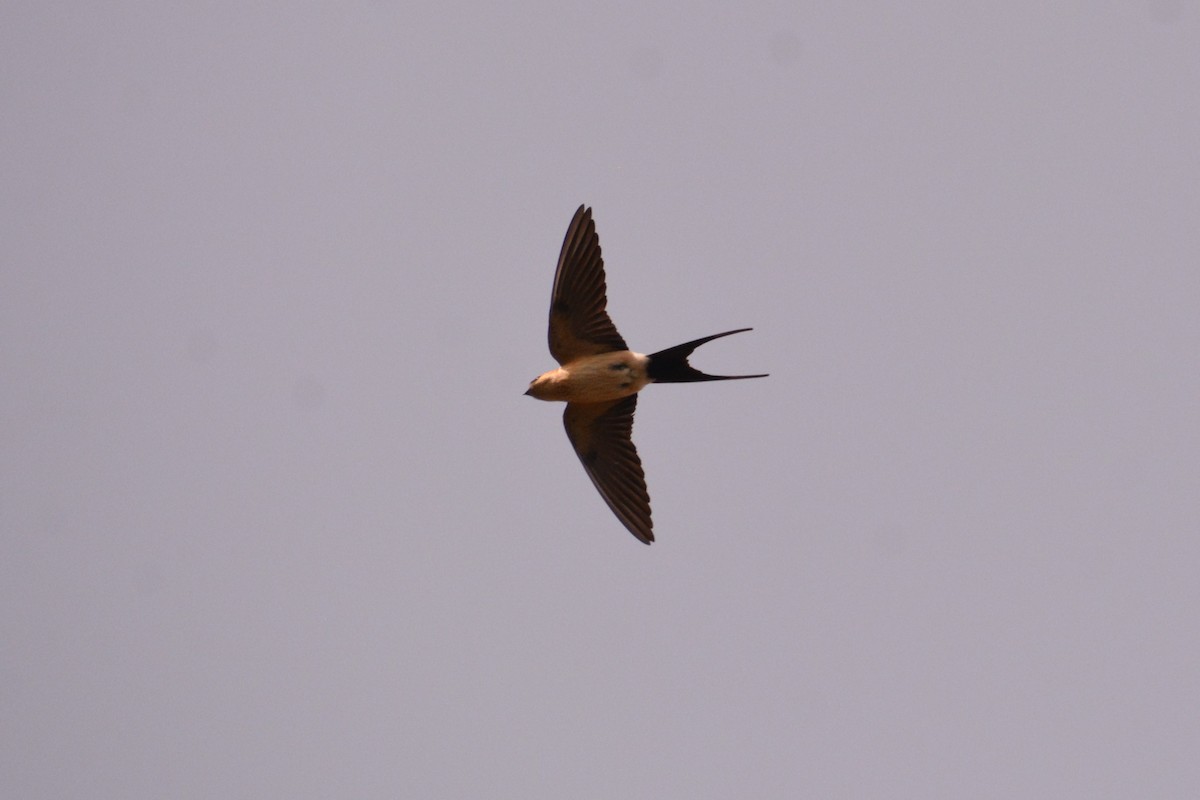 Red-rumped Swallow - ML616720239
