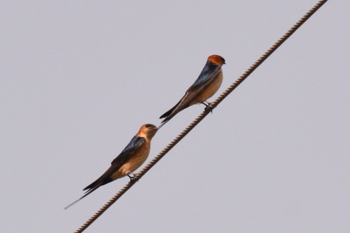 Red-rumped Swallow - ML616720245
