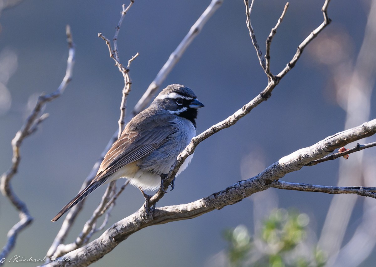Black-throated Sparrow - ML616720273