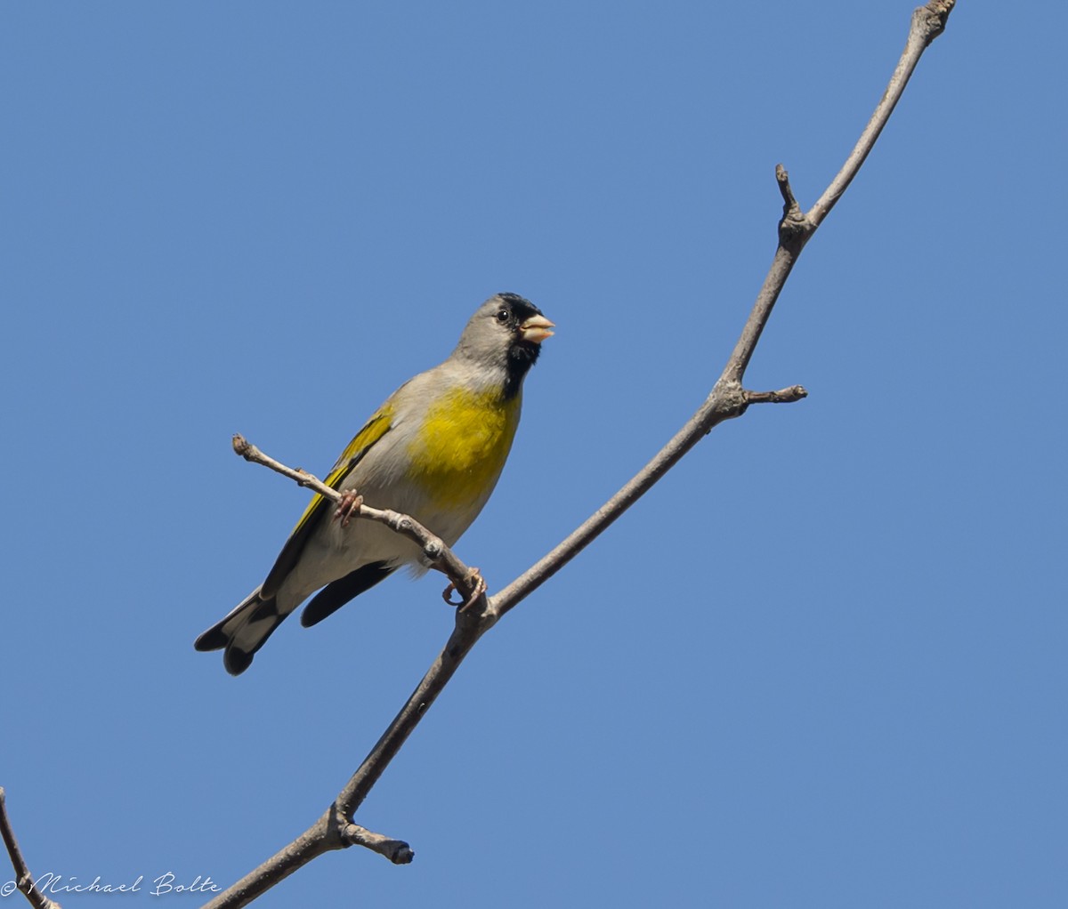 Lawrence's Goldfinch - ML616720501