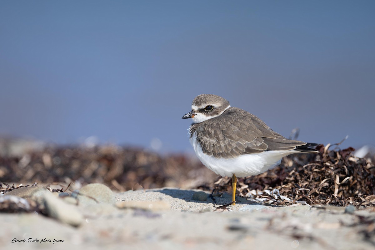 Semipalmated Plover - ML616720523