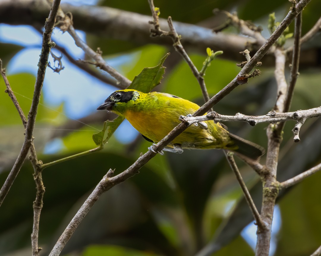 Green-and-gold Tanager - ML616720704