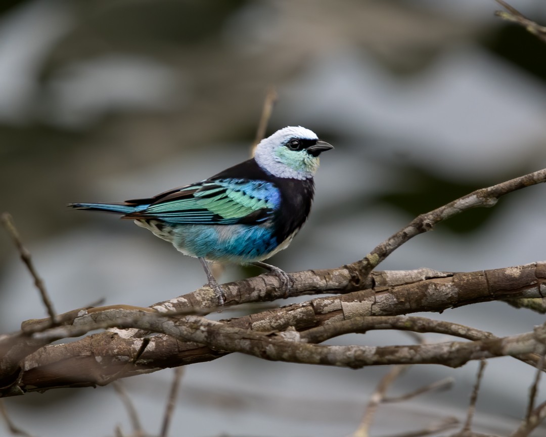 Masked Tanager - ML616720836