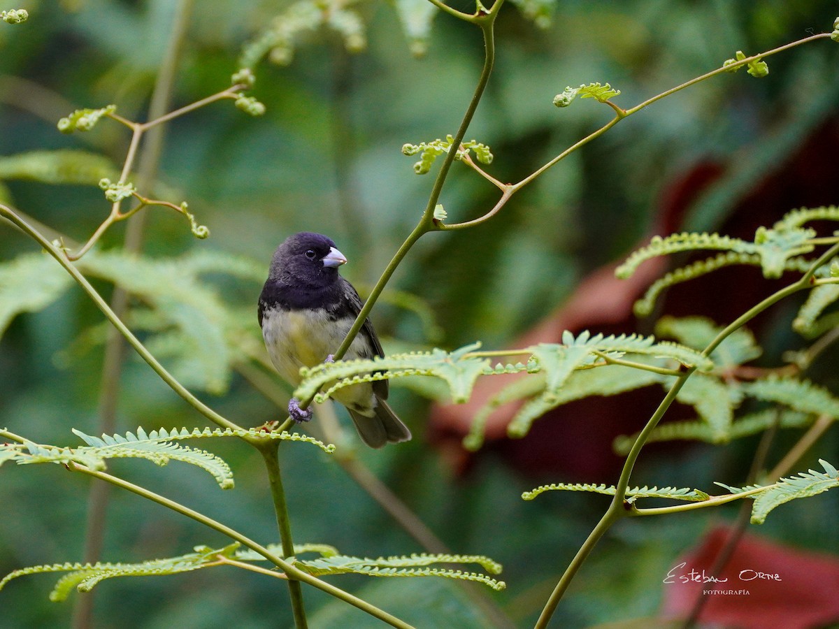 Yellow-bellied Seedeater - ML616720880