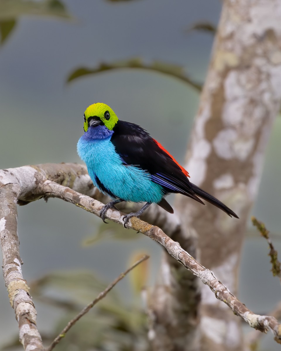 Paradise Tanager - ML616720885