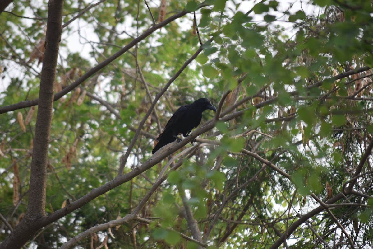 Large-billed Crow - ML616720959