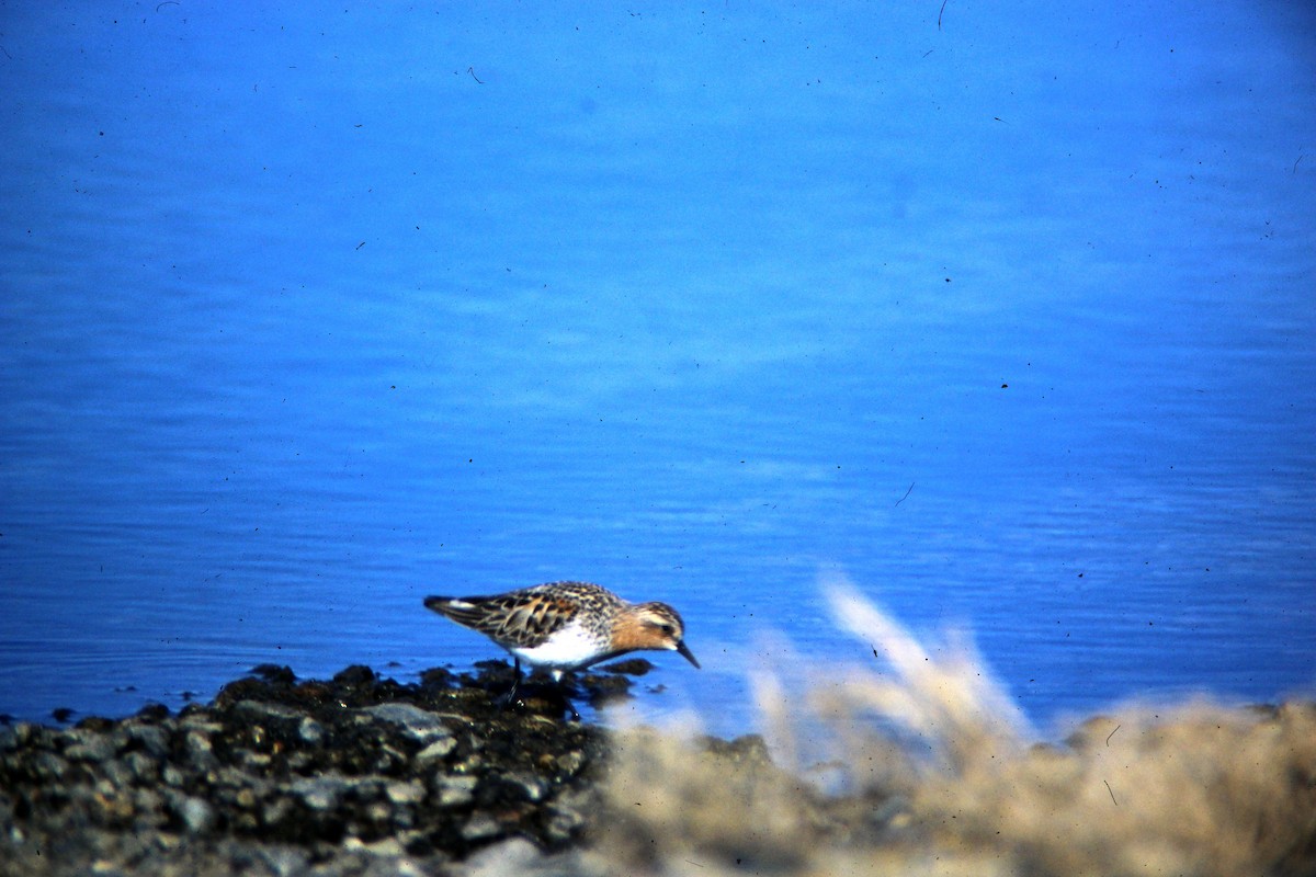 Red-necked Stint - Tommie Rogers
