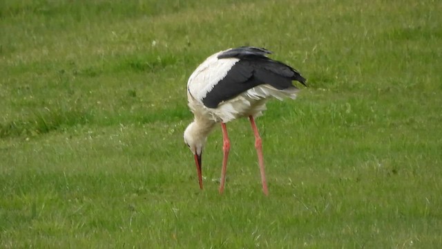 White Stork - ML616721285