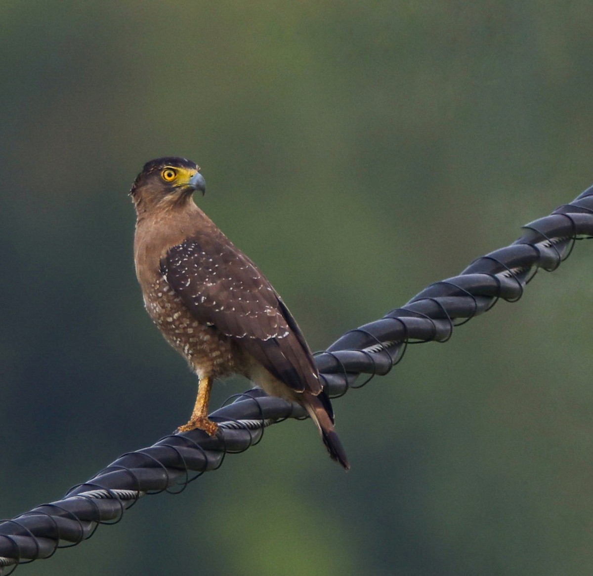 Crested Serpent-Eagle - ML616721414
