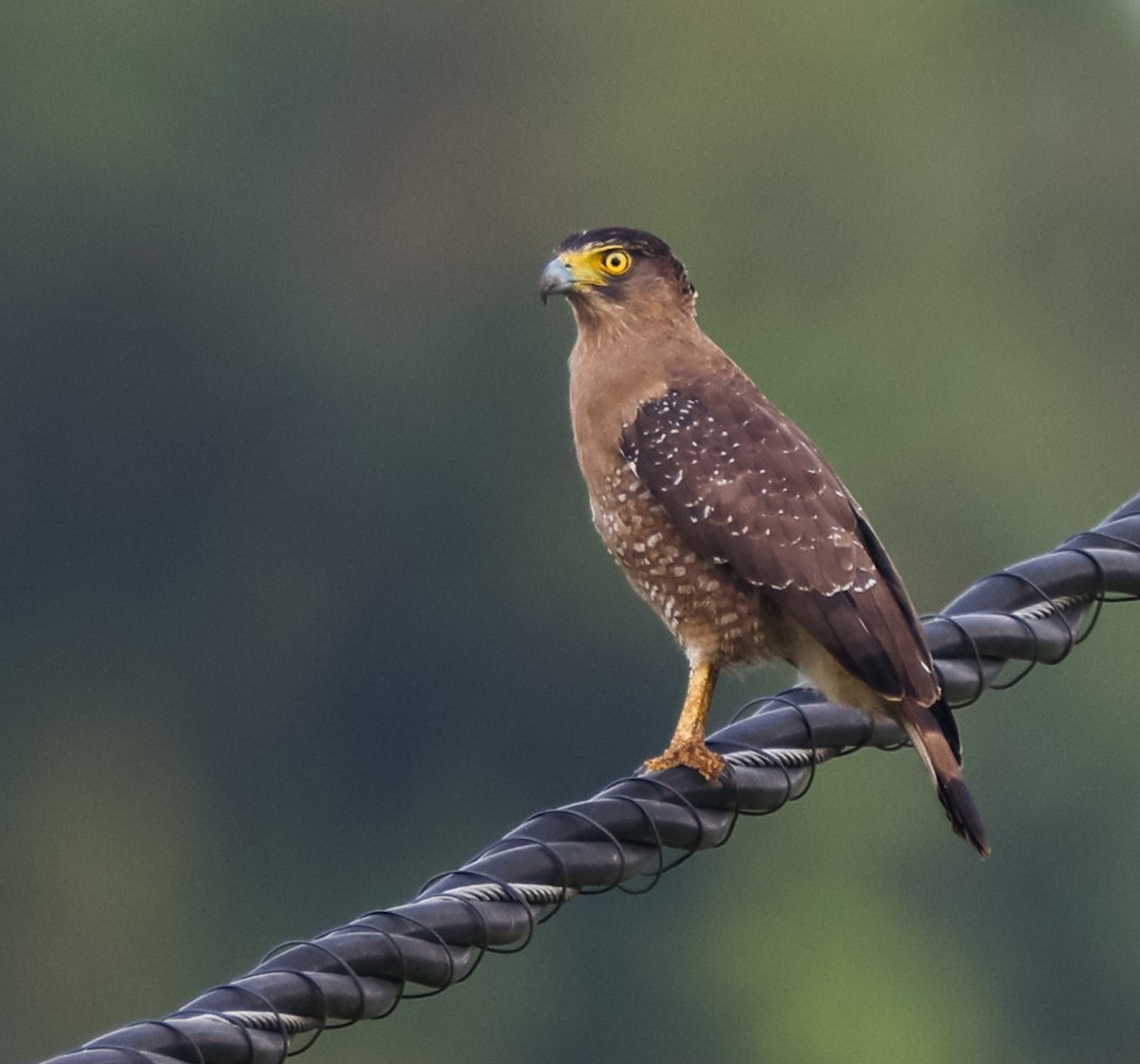 Crested Serpent-Eagle - ML616721415