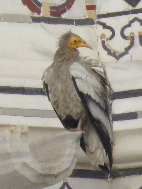 Egyptian Vulture - ML616721444