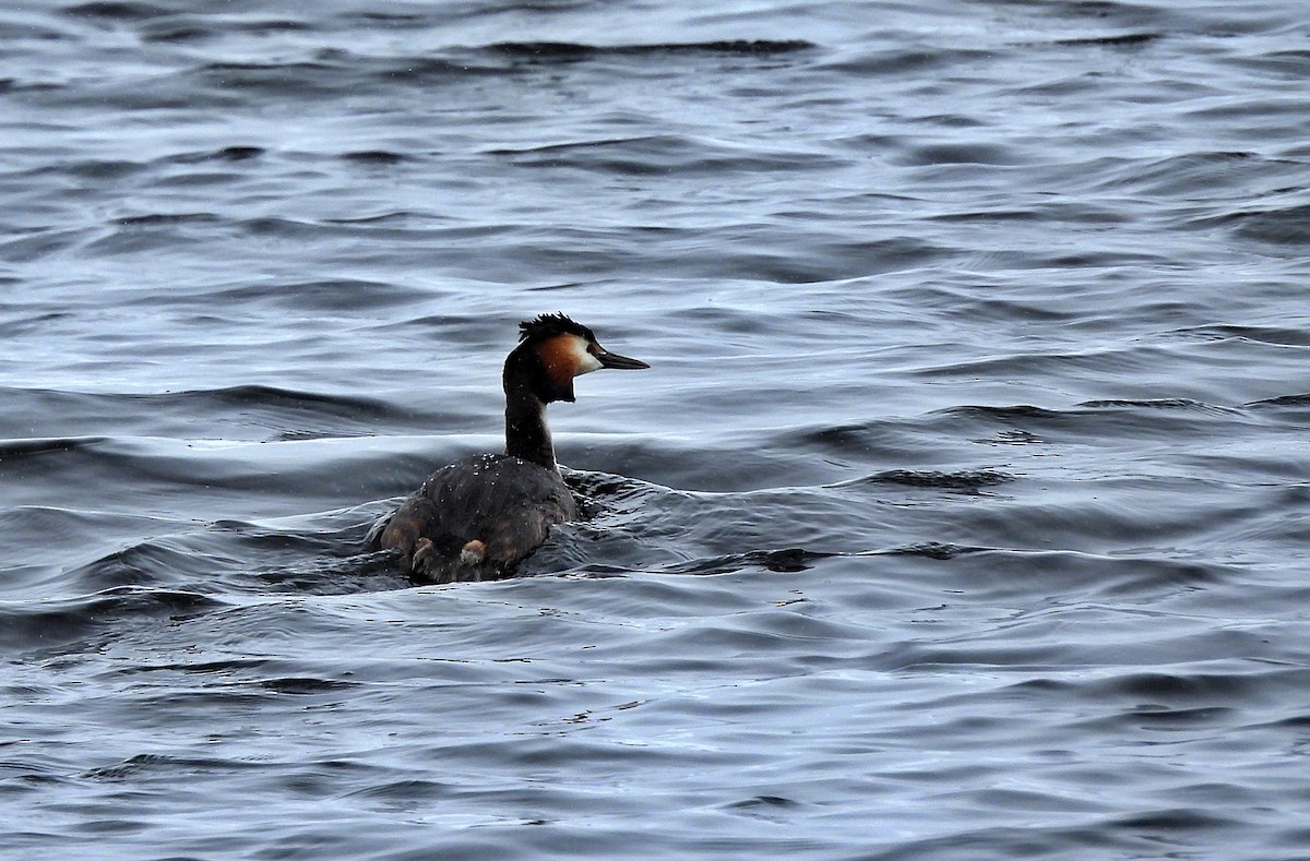 Great Crested Grebe - ML616721459